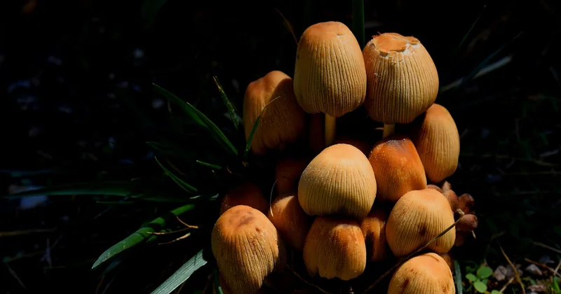 Mérule, humidité : ce que vous devez vérifier avant d'acheter