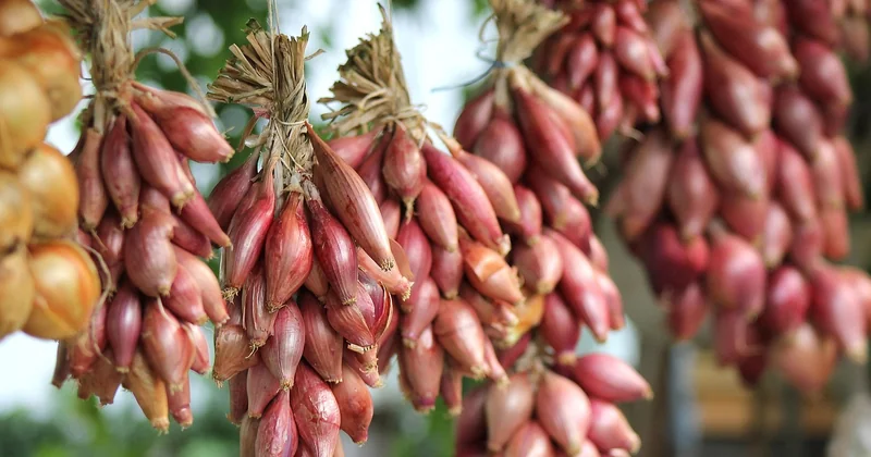 Plan de potager en permaculture : de 20 m² à 100 m², ce qui change vraiment