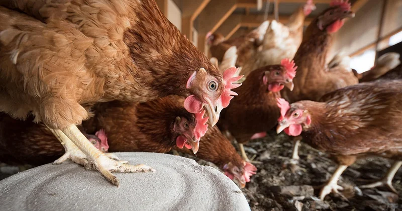 Cohabiter avec les animaux de la cour