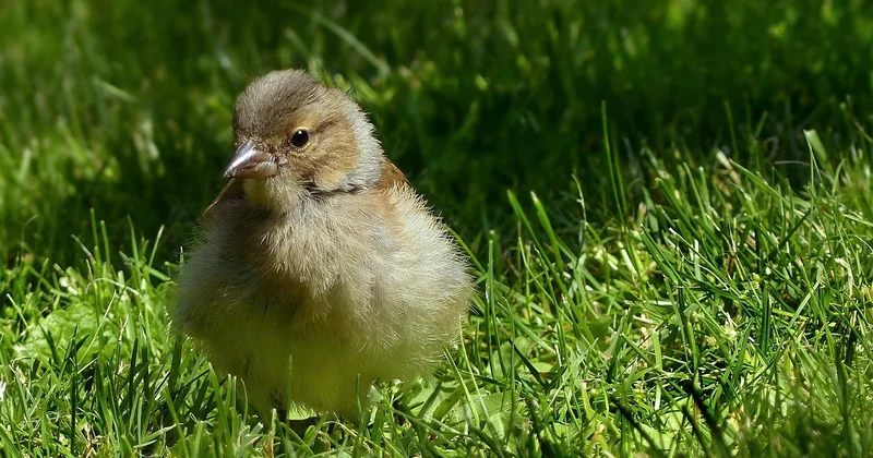 Jardin abandonné : par où commencer sans tout casser